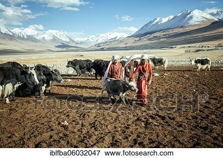 Two woman bring a calf to the mother in the pasture, Kyrgyz nomads, Bozai Gumbaz, Wakhan Corridor, Badakhshan, Afghanistan, Asia View Large Photo Image Stock Photo - Two woman bring a calf to the mother in the pasture, Kyrgyz nomads, Bozai Gumbaz, Wakhan Corridor, Badakhshan, Afghanistan, Asia. Fotosearch