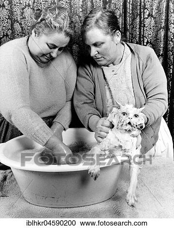 Stock Image - Two women washing cat, England, Great Britain. Fotosearch
