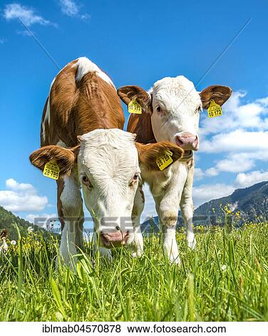 Stock Photo - Two young calves (Bos primigenius taurus) standing inquisitively on an alpine pasture, Upper Bavaria, Bavaria, Germany, Europe. Fotosearch