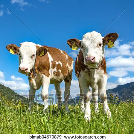 Two young calves (Bos primigenius taurus) standing inquisitively on an alpine pasture, Upper Bavaria, Bavaria, Germany, Europe View Large Photo Image Stock Photo - Two young calves (Bos primigenius taurus) standing inquisitively on an alpine pasture, Upper Bavaria, Bavaria, Germany, Europe. Fotosearch