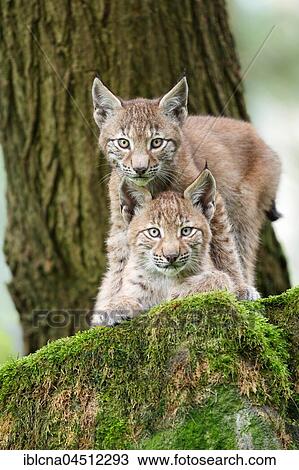 Stock Image - Two young Eurasian lynxes (Lynx lynx) on a mossy rock, captive, Hesse, Germany, Europe. Fotosearch