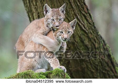 Two young European lynxes (Lynx lynx), captive, Hesse, Germany, Europe View Large Photo Image Stock Photography - Two young European lynxes (Lynx lynx), captive, Hesse, Germany, Europe. Fotosearch
