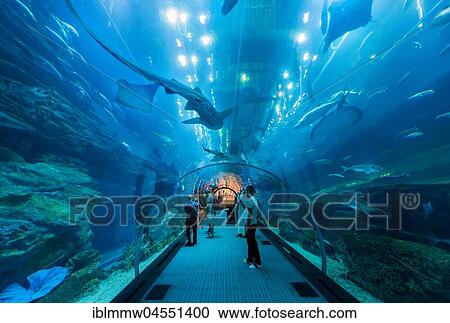 Underwater tunnels in the Dubai Aquarium and Underwater Zoo, Dubai Mall, Dubai, United Arab Emirates, Asia View Large Photo Image Stock Image - Underwater tunnels in the Dubai Aquarium and Underwater Zoo, Dubai Mall, Dubai, United Arab Emirates, Asia. Fotosearch