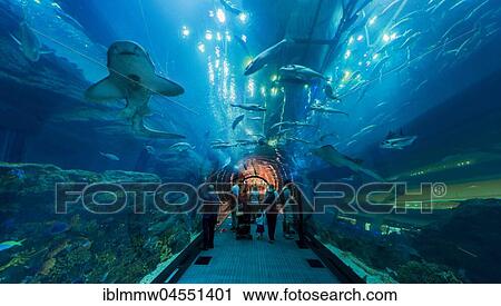 Underwater tunnels in the Dubai Aquarium and Underwater Zoo, Dubai Mall, Dubai, United Arab Emirates, Asia View Large Photo Image Stock Image - Underwater tunnels in the Dubai Aquarium and Underwater Zoo, Dubai Mall, Dubai, United Arab Emirates, Asia. Fotosearch