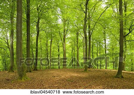 Untouched beech forest, Müritz National Park, subregion Serrahn, UNESCO World Natural Heritage, primeval beech forests of the Carpathians and old beech forests of Germany, Mecklenburg-Western Pomerania, Germany, Europe View Large Photo Image Stock Photo - Untouched beech forest, Müritz National Park, subregion Serrahn, UNESCO World Natural Heritage, primeval beech forests of the Carpathians and old beech forests of Germany, Mecklenburg-Western Pomerania, Germany, Europe. Fotosearch