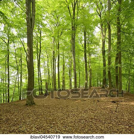Stock Photo - Untouched beech forest, Müritz National Park, subregion Serrahn, UNESCO World Natural Heritage, primeval beech forests of the Carpathians and old beech forests of Germany, Mecklenburg-Western Pomerania, Germany, Europe. Fotosearch