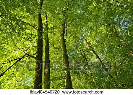 Untouched beech forest, view of the tree tops, Zwiesel, Müritz National Park, subregion Serrahn, UNESCO World Natural Heritage, primeval beech forests of the Carpathians and old beech forests of Germany, Mecklenburg-Western Pomerania, Germany, Europe View Large Photo Image Stock Image - Untouched beech forest, view of the tree tops, Zwiesel, Müritz National Park, subregion Serrahn, UNESCO World Natural Heritage, primeval beech forests of the Carpathians and old beech forests of Germany, Mecklenburg-Western Pomerania, Germany, Europe. Fotosearch