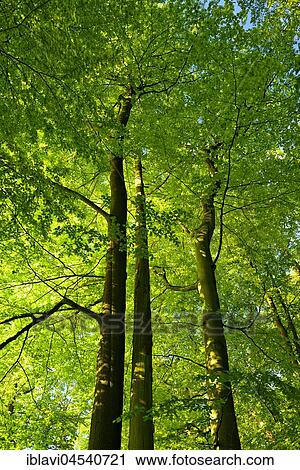 Stock Image - Untouched beech forest, view of the tree tops, Zwiesel, Müritz National Park, subregion Serrahn, UNESCO World Natural Heritage, primeval beech forests of the Carpathians and old beech forests of Germany, Mecklenburg-Western Pomerania, Germany, Europe. Fotosearch
