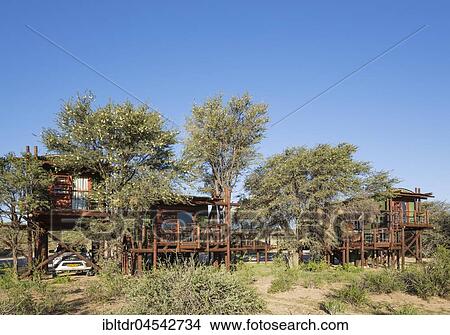 Urikaarus Wilderness Camp with stilt cabins at bank of dry Auob riverbed, Camelthorn trees (Acacia erioloba), Kalahari Desert, Kgalagadi Transfrontier Park, South Africa, Africa View Large Photo Image Picture - Urikaarus Wilderness Camp with stilt cabins at bank of dry Auob riverbed, Camelthorn trees (Acacia erioloba), Kalahari Desert, Kgalagadi Transfrontier Park, South Africa, Africa. Fotosearch