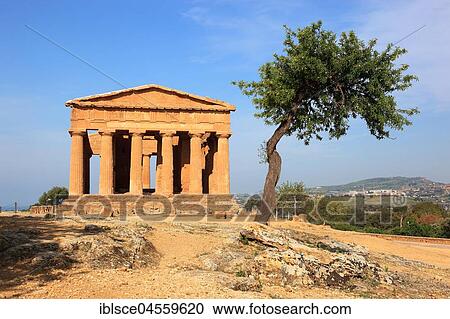 Valle dei Templi di Agrigento, Temple of Concordia with olive tree, Agrigento, Sicily, Italy, Europe View Large Photo Image Stock Image - Valle dei Templi di Agrigento, Temple of Concordia with olive tree, Agrigento, Sicily, Italy, Europe. Fotosearch