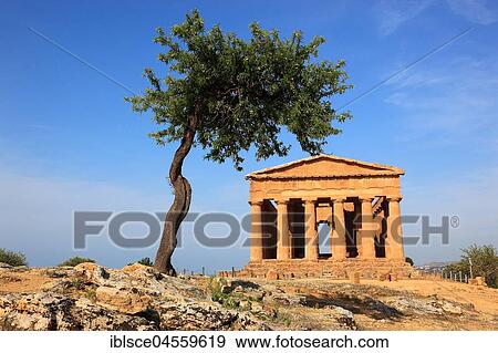 Valle dei Templi di Agrigento, Temple of Concordia with olive tree, Agrigento, Sicily, Italy, Europe View Large Photo Image Stock Photo - Valle dei Templi di Agrigento, Temple of Concordia with olive tree, Agrigento, Sicily, Italy, Europe. Fotosearch