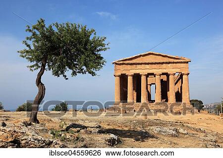 Stock Photograph - Valle dei Templi di Agrigento, Temple of Concordia with olive tree, Agrigento, Sicily, Italy, Europe. Fotosearch