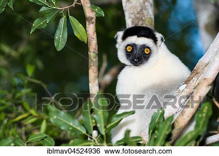 Verreaux's sifaka (Propithecus verreauxi) sits in the tree, Kirindy National Park, Madagascar, Africa View Large Photo Image Stock Photograph - Verreaux's sifaka (Propithecus verreauxi) sits in the tree, Kirindy National Park, Madagascar, Africa. Fotosearch