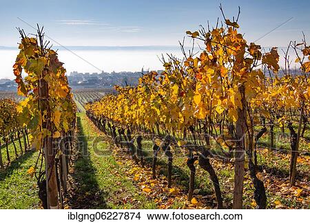 Picture - Vineyard above the lake, Hagnau, Lake Constance, Baden-Württemberg, Germany, Europe. Fotosearch