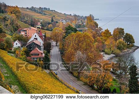 Stock Photo - Vineyard above the lake shore, Meersburg, Lake Constance, Upper Swabian Baroque Road, Baden-Württemberg, Germany, Europe. Fotosearch