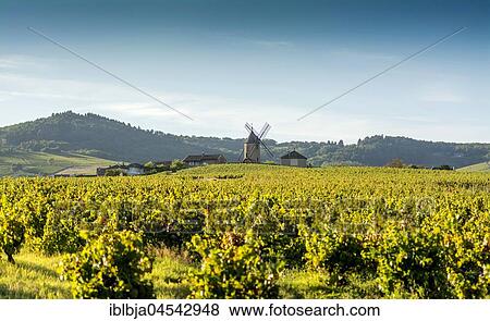 Vineyard, Moulin-a-Vent, Beaujolais wine growing area, Rhone and Saône-et-Loire, France, Europe View Large Photo Image Stock Photo - Vineyard, Moulin-a-Vent, Beaujolais wine growing area, Rhone and Saône-et-Loire, France, Europe. Fotosearch