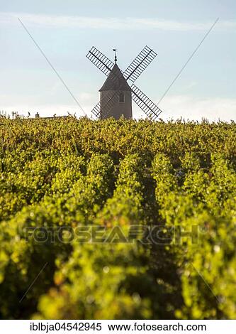 Vineyard, Moulin-a-Vent, Beaujolais wine growing area, Rhone and Saône-et-Loire, France, Europe View Large Photo Image Stock Photography - Vineyard, Moulin-a-Vent, Beaujolais wine growing area, Rhone and Saône-et-Loire, France, Europe. Fotosearch