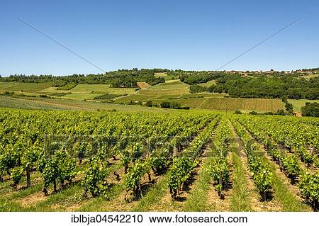 Vineyard near Charnay in Beaujolais, Rhone, Auvergne-Rhône-Alpes region, France, Europe View Large Photo Image Stock Image - Vineyard near Charnay in Beaujolais, Rhone, Auvergne-Rhône-Alpes region, France, Europe. Fotosearch