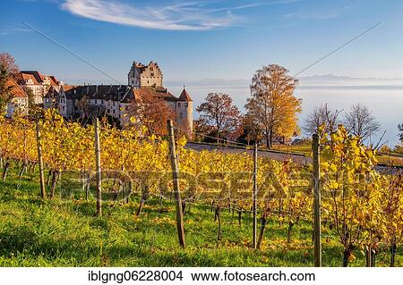 Vineyard with Meersburg Castle, the lake and the chain of the Alps, Meersburg, Lake Constance, Upper Swabian Baroque Road, Baden-Württemberg, Germany, Europe View Large Photo Image Picture - Vineyard with Meersburg Castle, the lake and the chain of the Alps, Meersburg, Lake Constance, Upper Swabian Baroque Road, Baden-Württemberg, Germany, Europe. Fotosearch