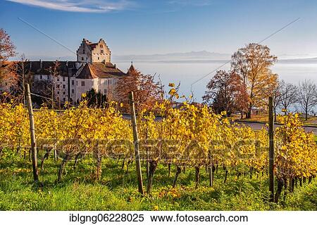 Vineyard with Meersburg Castle, the lake and the chain of the Alps, Meersburg, Lake Constance, Upper Swabian Baroque Road, Baden-Württemberg, Germany, Europe View Large Photo Image Stock Photography - Vineyard with Meersburg Castle, the lake and the chain of the Alps, Meersburg, Lake Constance, Upper Swabian Baroque Road, Baden-Württemberg, Germany, Europe. Fotosearch