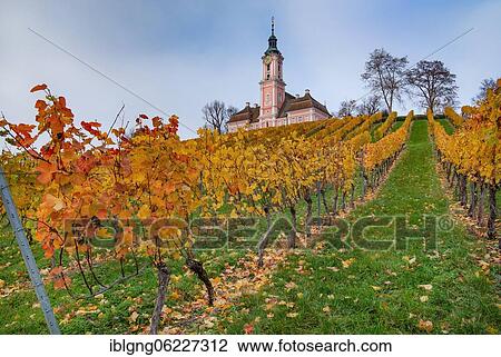 Stock Image - Vineyard with the pilgrimage church of Birnau, Lake Constance, Upper Swabian Baroque Road, Baden-Württemberg, Germany, Europe. Fotosearch
