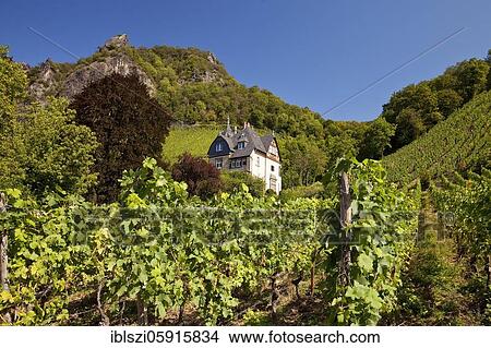 Vineyards on the slopes of the Drachenfels, Bad Honnef, North Rhine-Westphalia, Germany, Europe View Large Photo Image Picture - Vineyards on the slopes of the Drachenfels, Bad Honnef, North Rhine-Westphalia, Germany, Europe. Fotosearch