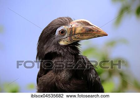 Stock Image - Visayan hornbill, (Penelopides panini panini), adult female, portrait, Occurrence Asia. Fotosearch