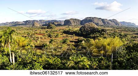 Viñales valley with its rocky hills and scattered palm trees, Central America, Cuba, Central America View Large Photo Image Stock Photo - Viñales valley with its rocky hills and scattered palm trees, Central America, Cuba, Central America. Fotosearch