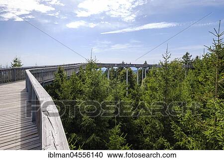 Stock Image - Waldwipfelweg, Maibrunn near Sankt Englmar, Bavarian Forest, Lower Bavaria, Bavaria, Germany, Europe. Fotosearch