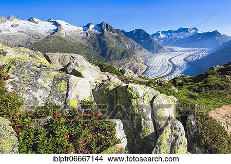 Picture - Wannenhörner and Aletsch glacier with alpine roses, Valais, Switzerland, Europe. Fotosearch