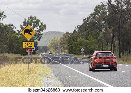 Warning sign, warning of koalas, coastal road A1, Queensland, Australia, Oceania View Large Photo Image Stock Image - Warning sign, warning of koalas, coastal road A1, Queensland, Australia, Oceania. Fotosearch