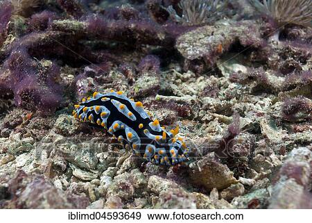 Stock Photo - Warty Snail (Phyllidia varicosa), Nusa Lembongan, Small Sunda Islands, Indonesia, Asia. Fotosearch
