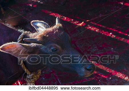 Water buffalo tied up to be sacrificed, blood on ground, Hindu festival Dashain, Gorakhnath temple, Gorkha, Gorkha District, Nepal, Asia View Large Photo Image Stock Photography - Water buffalo tied up to be sacrificed, blood on ground, Hindu festival Dashain, Gorakhnath temple, Gorkha, Gorkha District, Nepal, Asia. Fotosearch