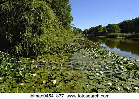 Water lilies in the Mühlweiher, palace gardens Dennenlohe, Dennenlohe near Unterschwaningen, Franconian Lake District, Middle Franconia, Franconia, Bavaria, Germany, Europe View Large Photo Image Stock Photo - Water lilies in the Mühlweiher, palace gardens Dennenlohe, Dennenlohe near Unterschwaningen, Franconian Lake District, Middle Franconia, Franconia, Bavaria, Germany, Europe. Fotosearch