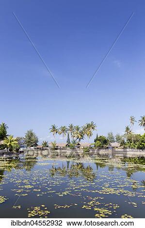 Water lilies (Nymphaea) growing in lagoon at Candidasa, Bali, Indonesia, Asia View Large Photo Image Stock Image - Water lilies (Nymphaea) growing in lagoon at Candidasa, Bali, Indonesia, Asia. Fotosearch
