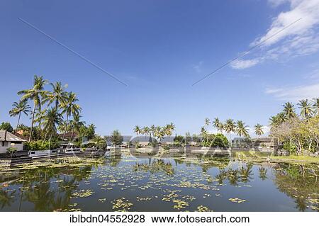 Stock Photo - Water lilies (Nymphaea) growing in lagoon at Candidasa, Bali, Indonesia, Asia. Fotosearch