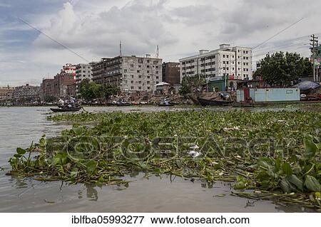 Stock Photo - Water plants, behind them boats, houses, harbour, Dhaka, Bangladesh, Asia. Fotosearch