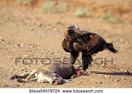 Picture - Wedge-tailed eagle (Aquila audax), adult at prey, Sturt National Park, New South Wales, Australia, Oceania. Fotosearch