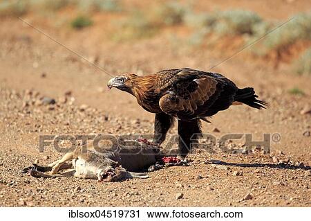 Stock Image - Wedge-tailed eagle (Aquila audax), adult at prey, Sturt National Park, New South Wales, Australia, Oceania. Fotosearch