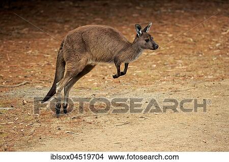Picture - Western gray kangaroo (Macropus fuliginosus fuliginosus), adult jumping, hopping, Kangaroo Island, South Australia, Australia, Oceania. Fotosearch