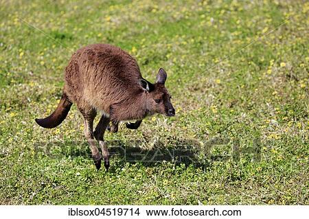 Picture - Western Gray Kangaroo (Macropus fuliginosus fuliginosus), adult jumping in a meadow, Kangaroo Island, South Australia, Australia, Oceania. Fotosearch
