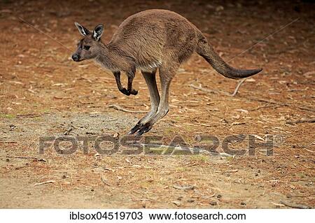 Western Gray Kangaroo (Macropus fuliginosus fuliginosus), adult jumping, hopping, Kangaroo Island, South Australia, Australia, Oceania View Large Photo Image Stock Image - Western Gray Kangaroo (Macropus fuliginosus fuliginosus), adult jumping, hopping, Kangaroo Island, South Australia, Australia, Oceania. Fotosearch