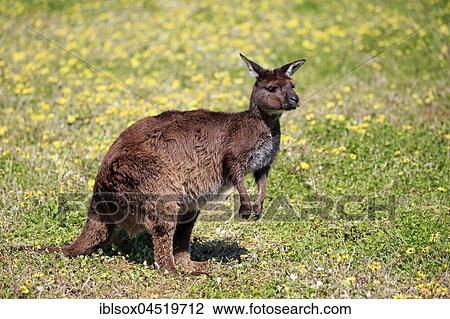 Stock Image - Western gray kangaroo (Macropus fuliginosus fuliginosus), adult in a meadow, Kangaroo Island, South Australia, Australia, Oceania. Fotosearch