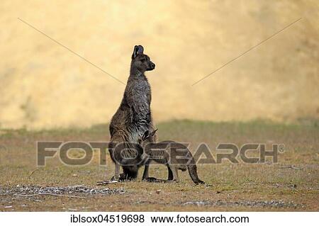 Stock Photo - Western Gray Kangaroo (Macropus fuliginosus fuliginosus), Mother suckling young, adult with young, Kangaroo Island, South Australia, Australia, Oceania. Fotosearch