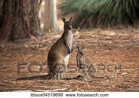 Stock Photo - Western Gray Kangaroo (Macropus fuliginosus fuliginosus), mother with young, adult with young, Kangaroo Island, South Australia, Australia, Oceania. Fotosearch