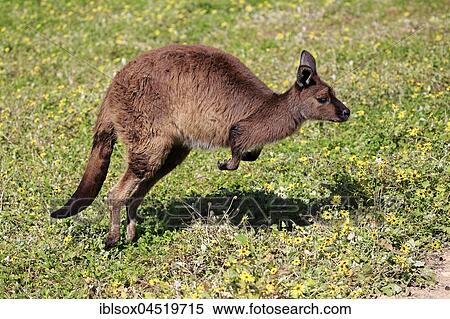 Stock Photography - Western gray kangaroo (Macropus fuliginosus fuliginosus), adult jumping in a meadow, Kangaroo Island, South Australia, Australia, Oceania. Fotosearch
