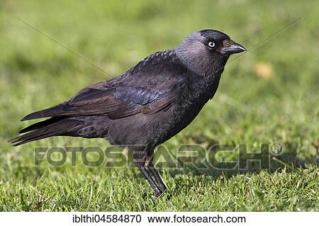 Western jackdaw (Corvus monedula), Central Elbe Biosphere Reserve, Saxony-Anhalt, Germany, Europe View Large Photo Image Stock Image - Western jackdaw (Corvus monedula), Central Elbe Biosphere Reserve, Saxony-Anhalt, Germany, Europe. Fotosearch