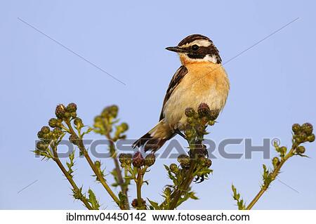 Whinchat (Saxicola rubetra) sitting on thistles, Middle Elbe Biosphere Reserve, Saxony-Anhalt, Germany, Europe View Large Photo Image Stock Image - Whinchat (Saxicola rubetra) sitting on thistles, Middle Elbe Biosphere Reserve, Saxony-Anhalt, Germany, Europe. Fotosearch