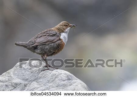 White-breasted dipper (Cinclus cinclus) with insect larvae and insects, Tyrol, Austria, Europe View Large Photo Image Picture - White-breasted dipper (Cinclus cinclus) with insect larvae and insects, Tyrol, Austria, Europe. Fotosearch