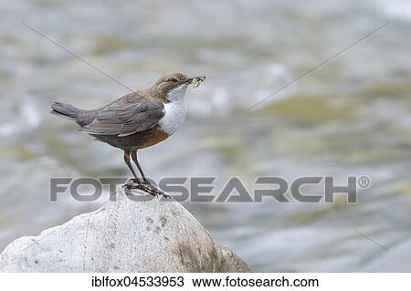 White-breasted dipper (Cinclus cinclus) with insect larvae, Tyrol, Austria, Europe View Large Photo Image Stock Image - White-breasted dipper (Cinclus cinclus) with insect larvae, Tyrol, Austria, Europe. Fotosearch